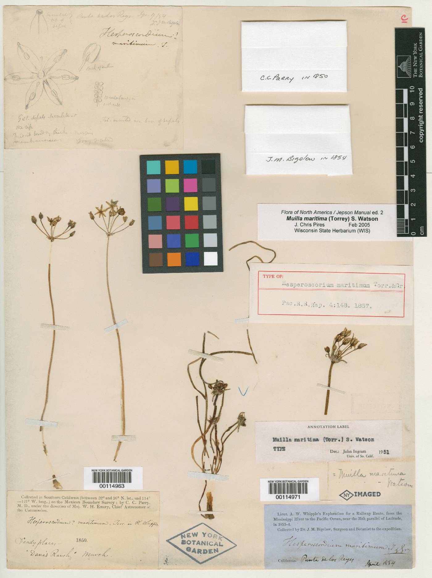 Hesperoscordum maritimum image
