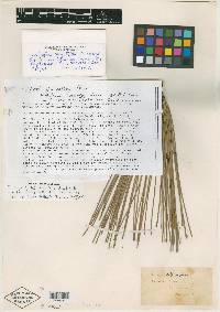 Pinus deflexa image