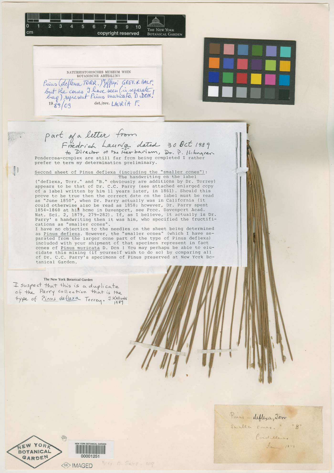 Pinus deflexa image