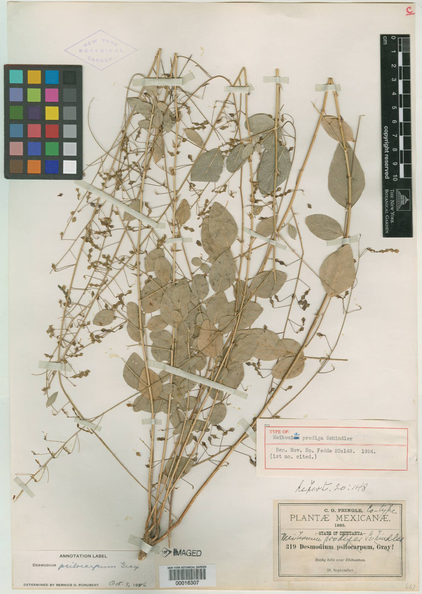 Desmodium prodigum image