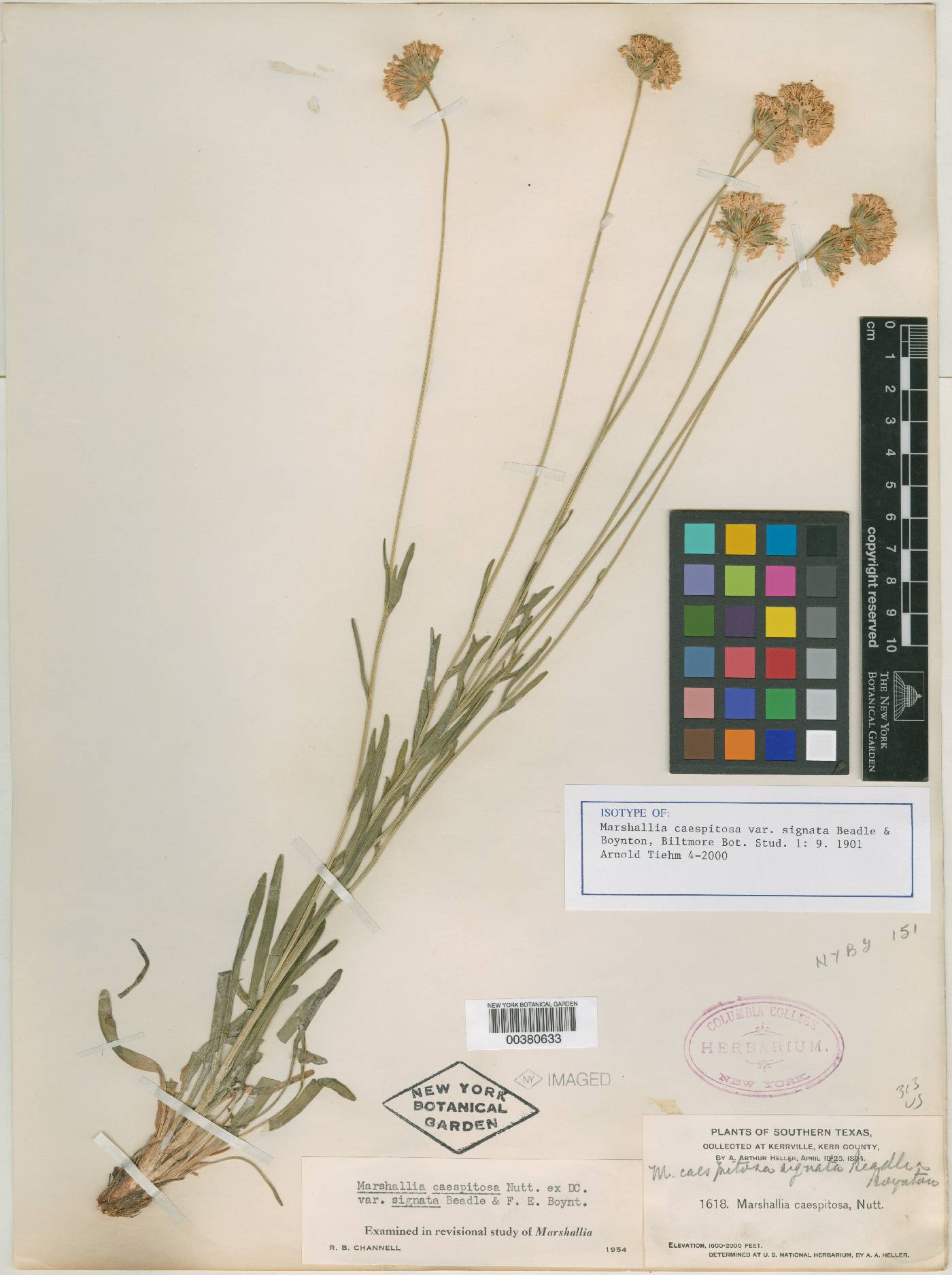 Marshallia caespitosa image