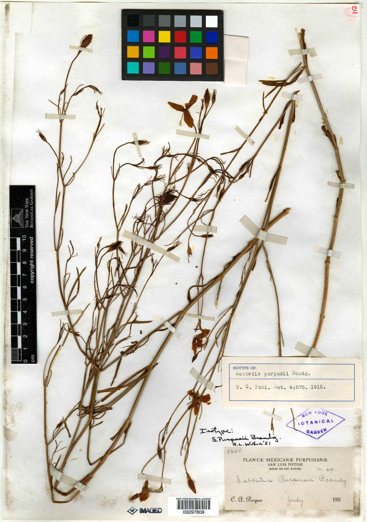 Sabatia purpusii image