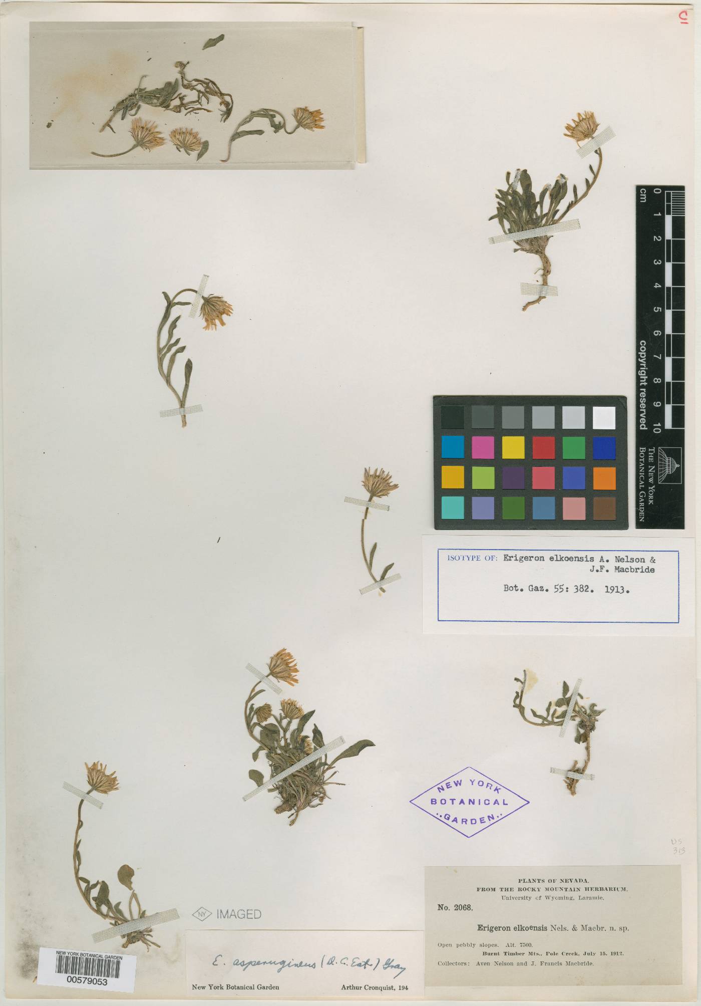 Erigeron asperugineus image