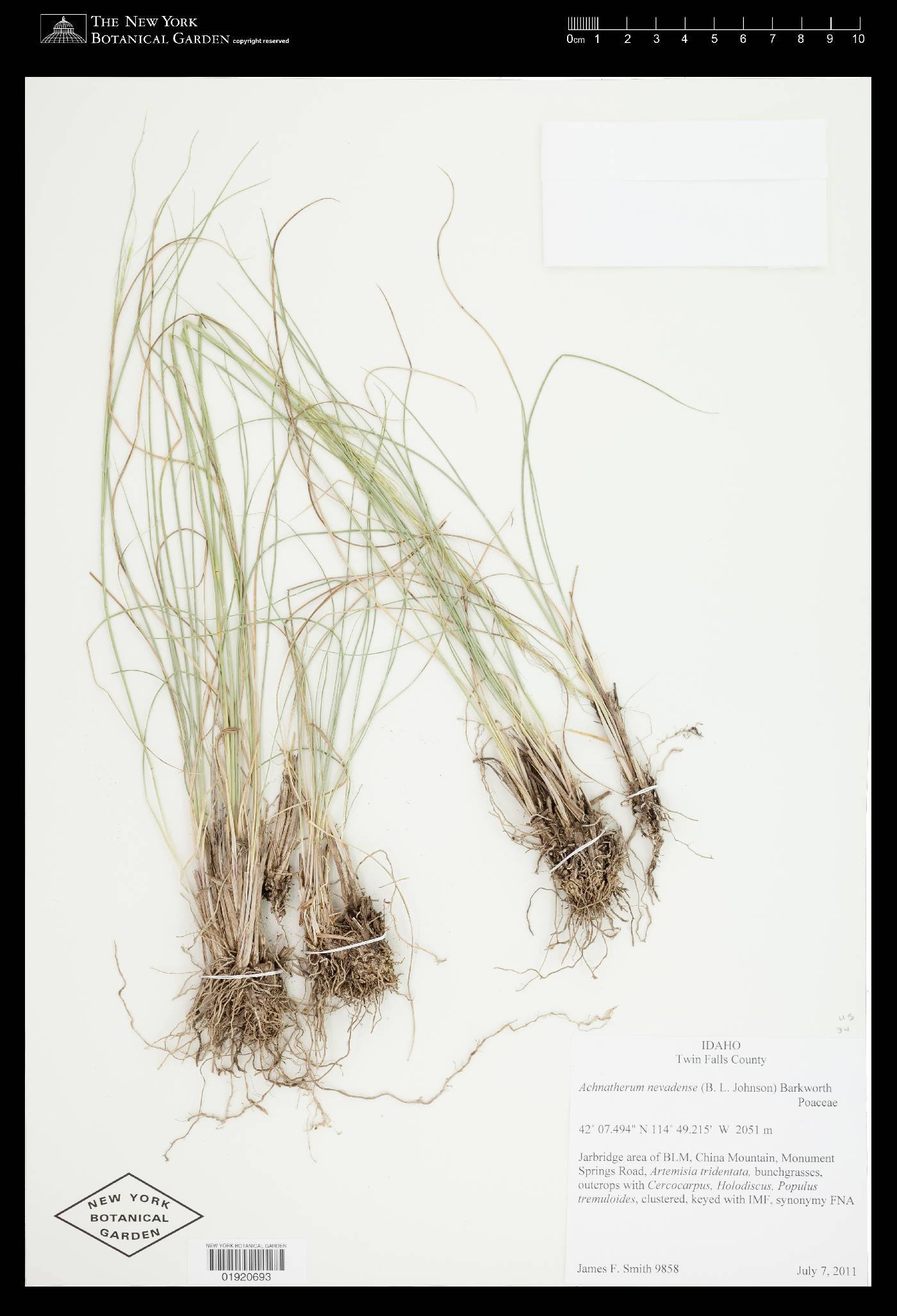 Achnatherum nevadense image