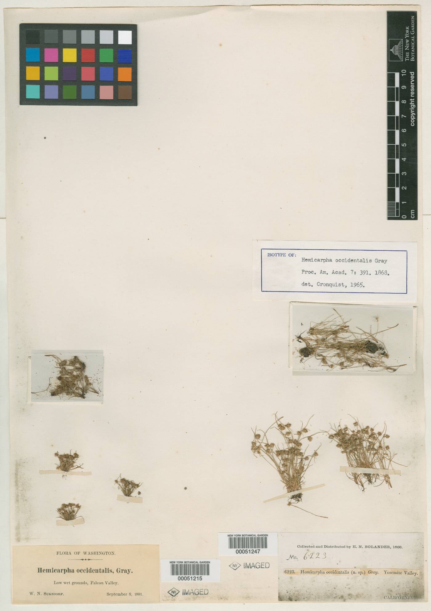 Hemicarpha occidentalis image