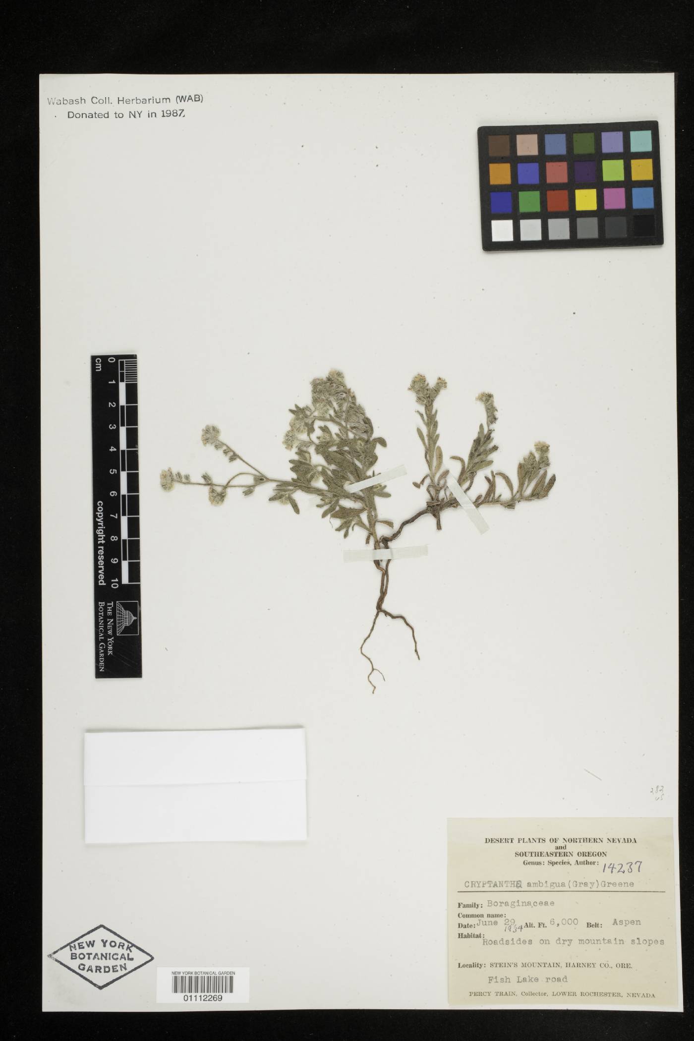 Cryptantha ambigua image