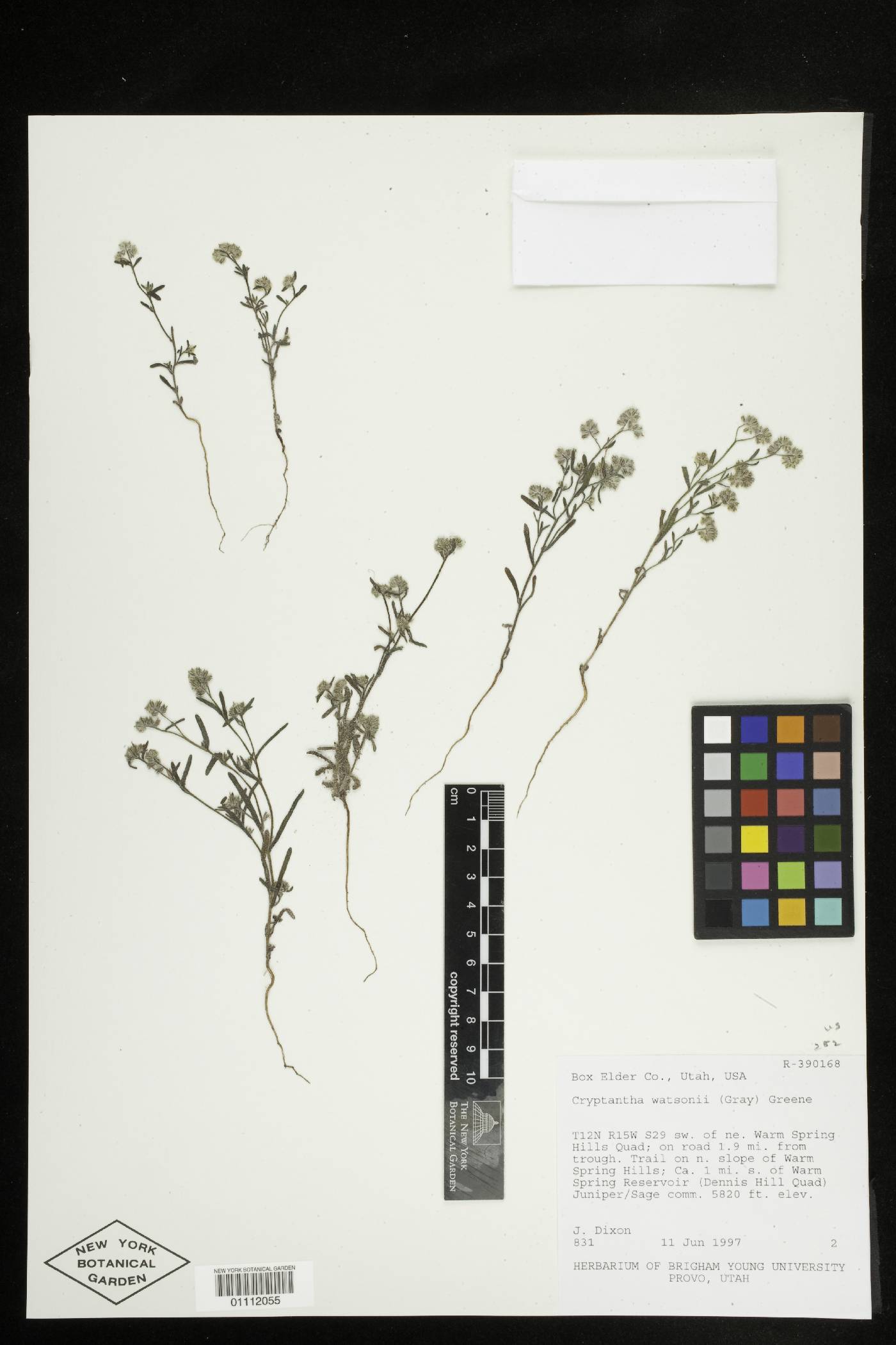 Cryptantha watsonii image