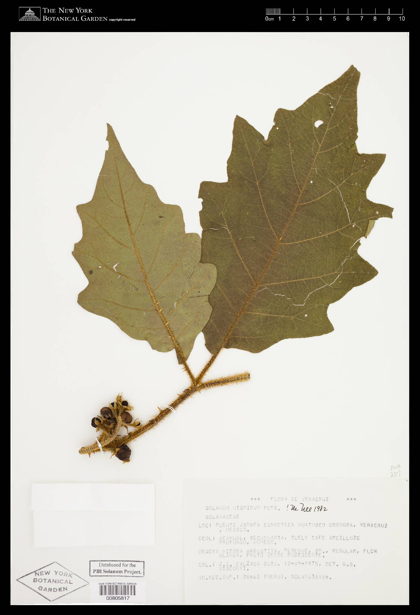 Solanum chrysotrichum image