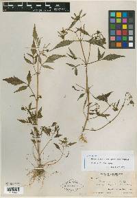 Bidens connata var. gracilipes image