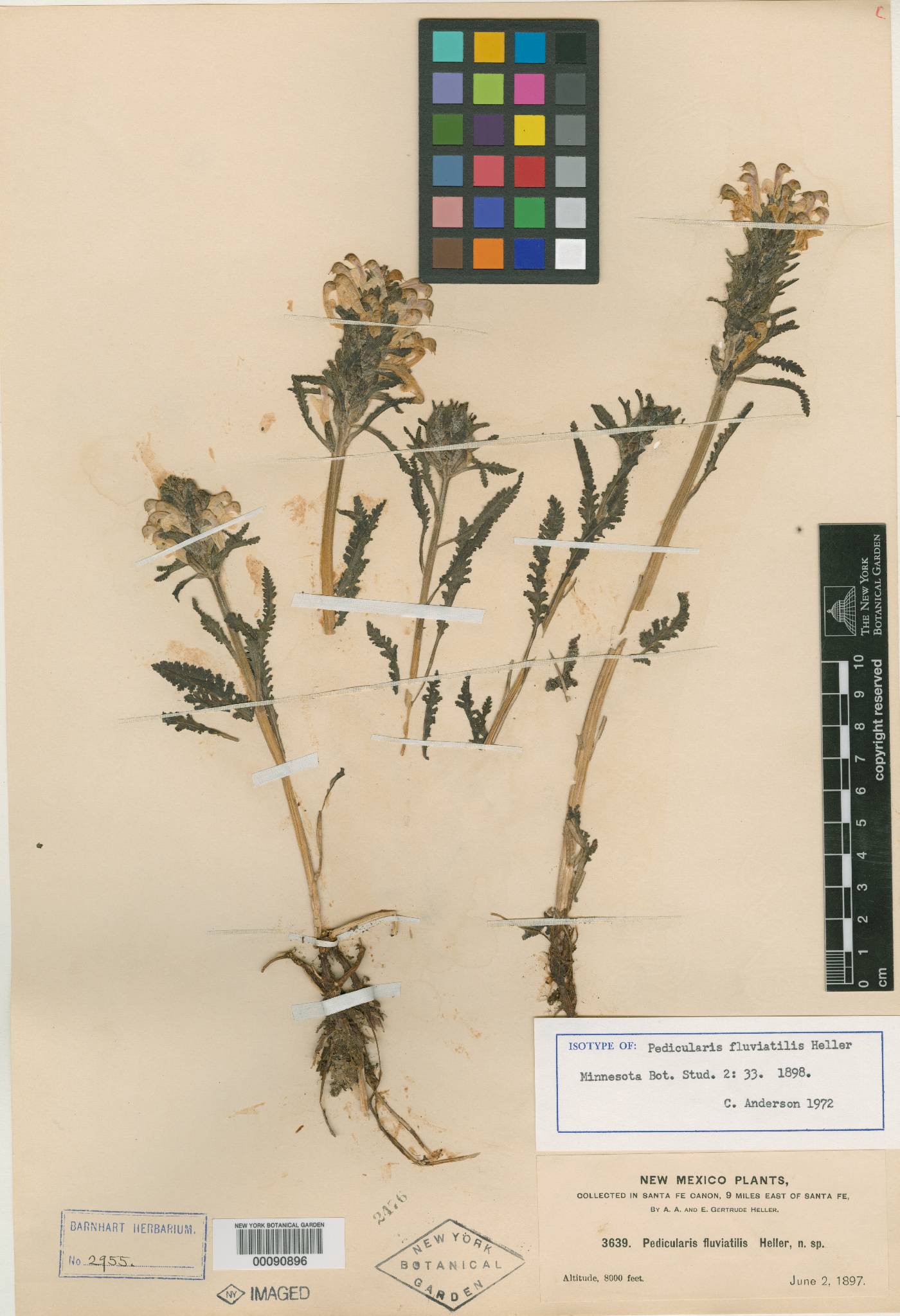 Pedicularis fluviatilis image