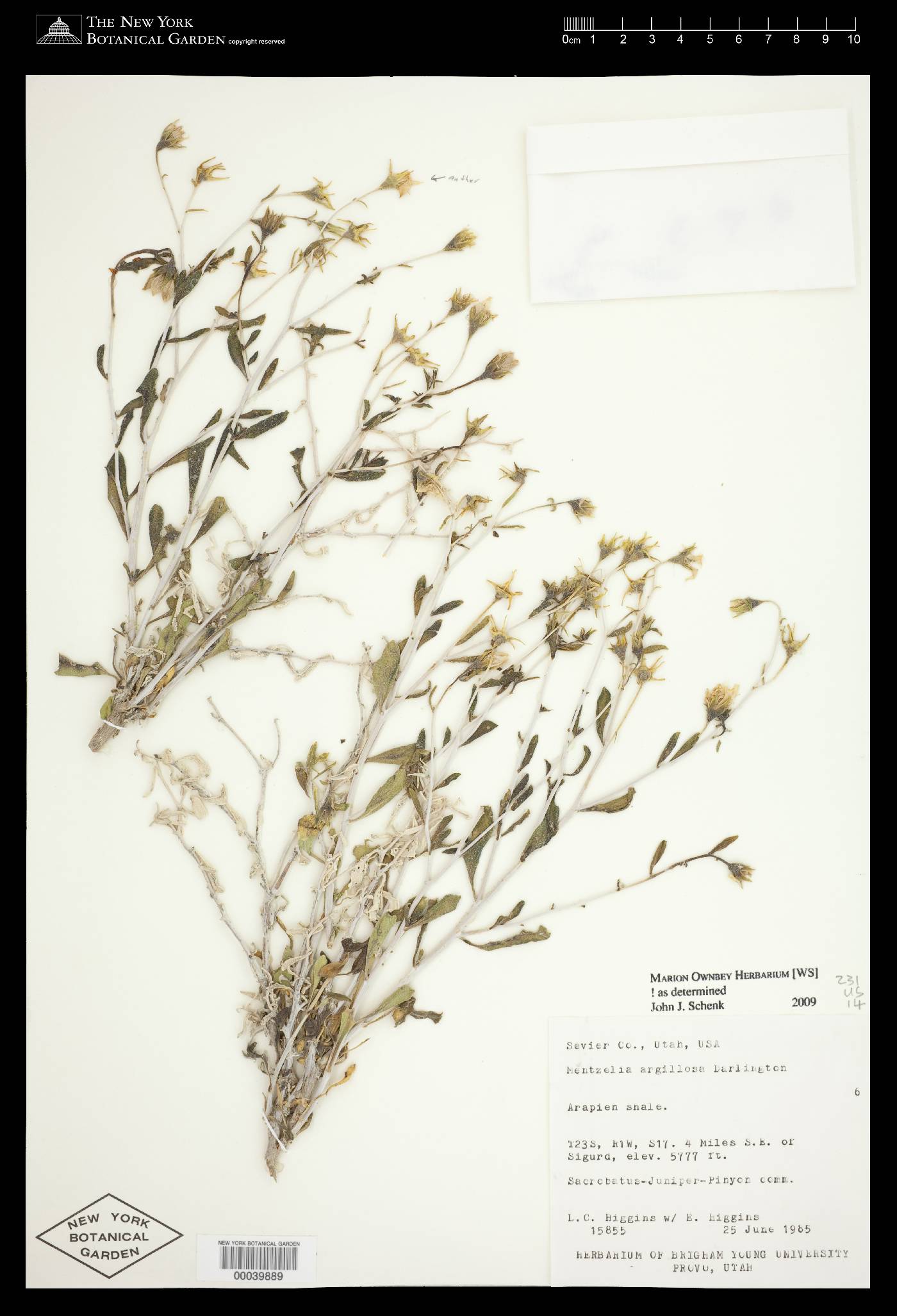 Mentzelia argillosa image