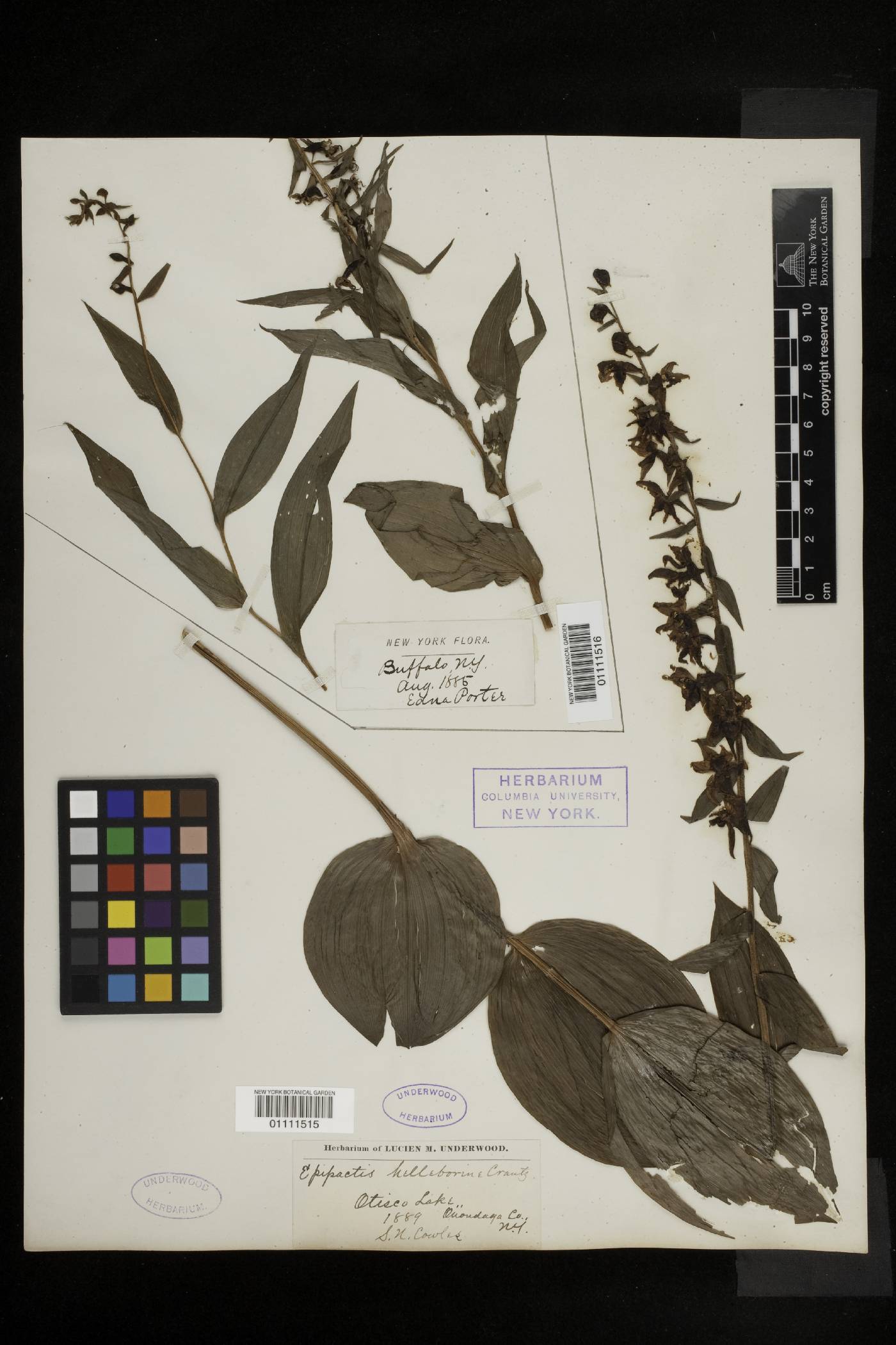 Smilax schomburgkiana image