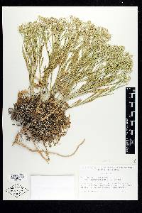 Lepidium alyssoides image