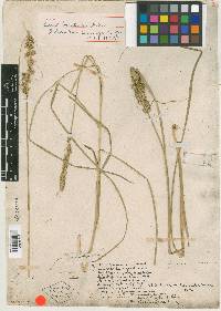 Carex bracteosa image