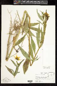 Bidens laevis image