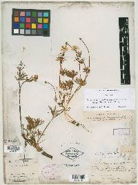 Ranunculus orthorhynchus var. alpinus image