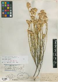 Bigelowia juncea image