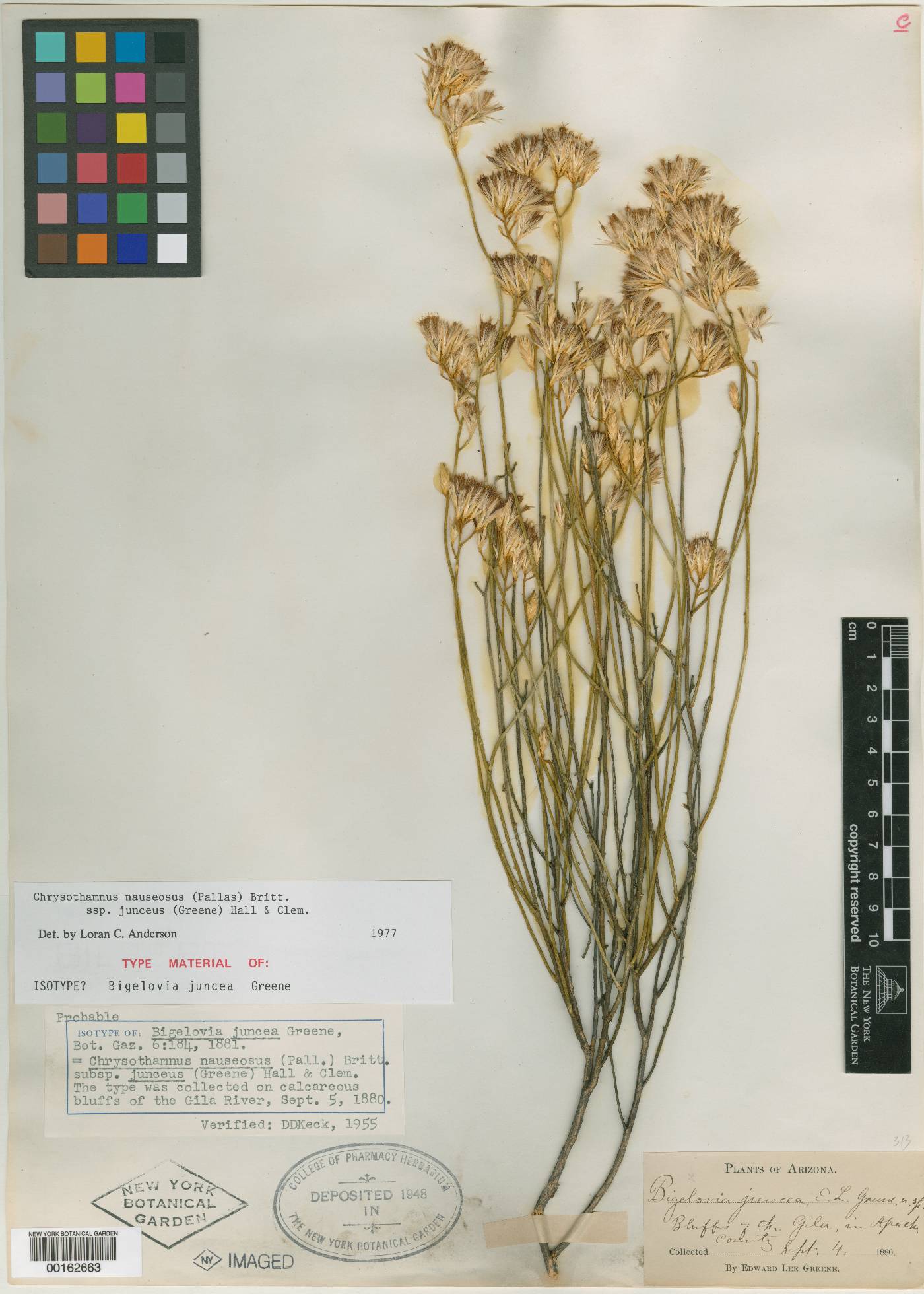 Bigelowia juncea image