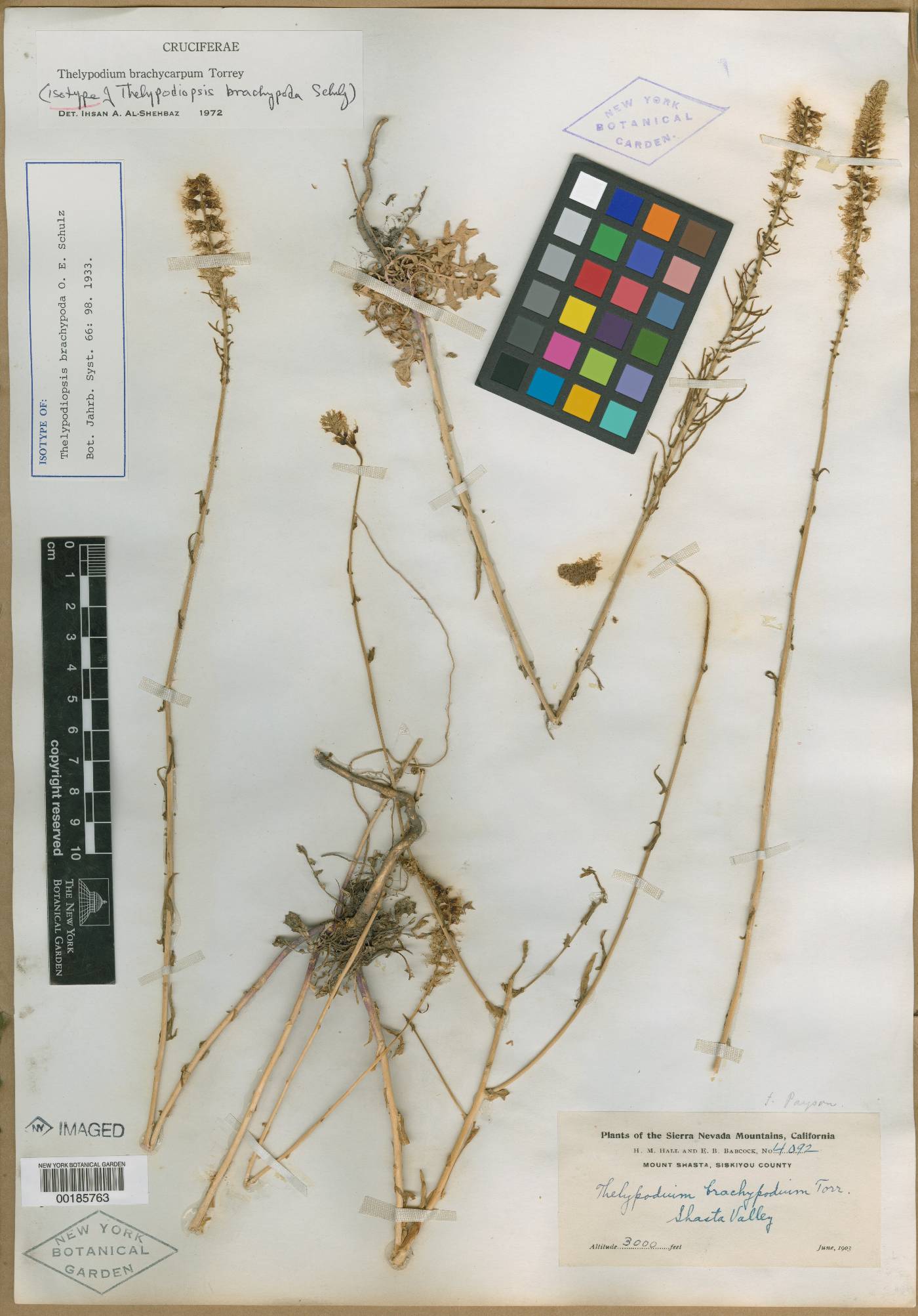 Thelypodiopsis brachypoda image