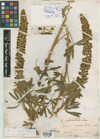Lupinus macrostachys image
