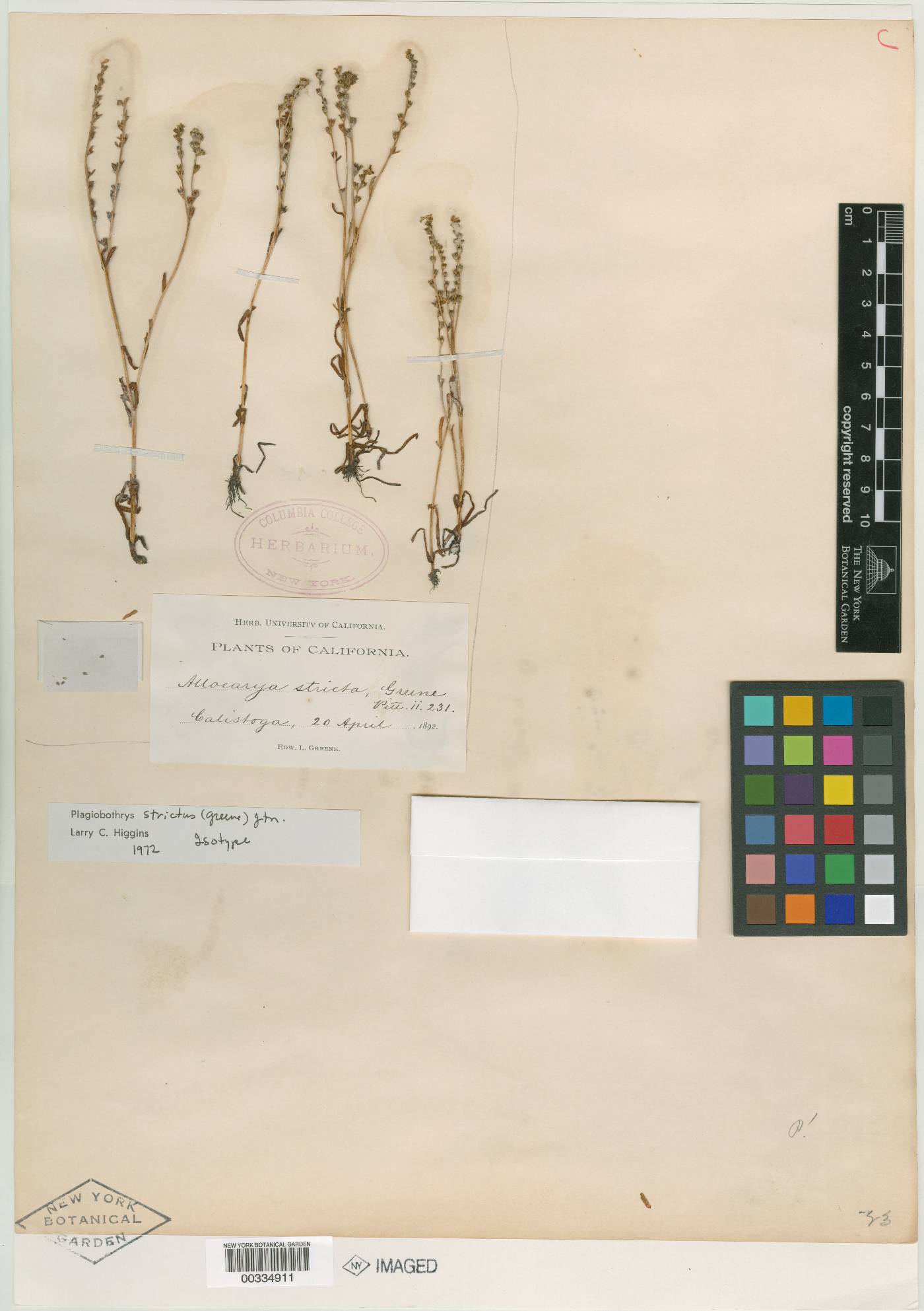 Allocarya stricta image