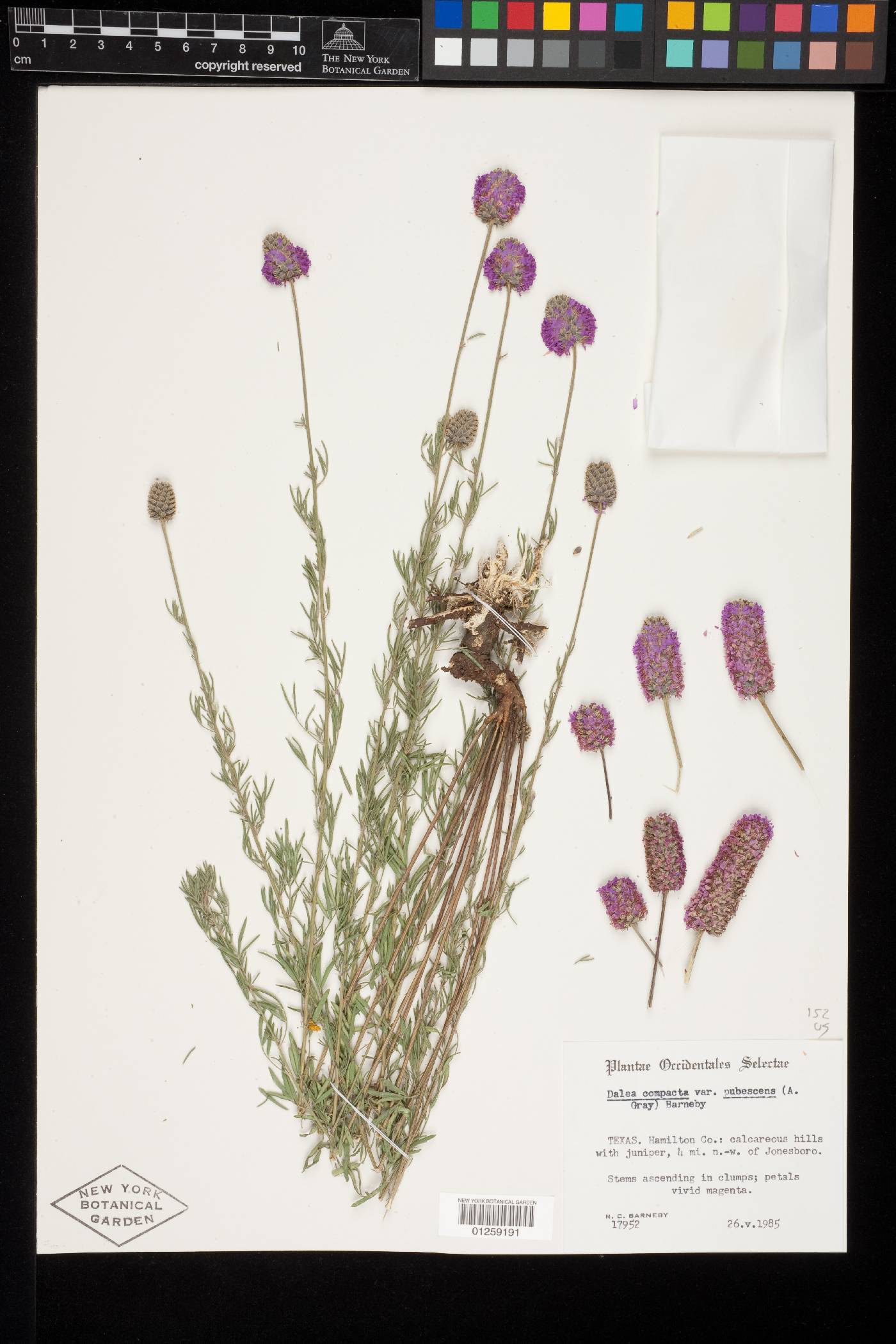 Dalea compacta var. pubescens image
