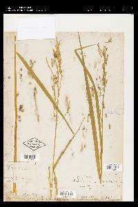 Scolochloa festucacea image