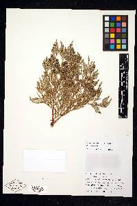 Thuja standishii image