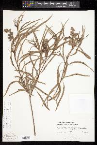 Chilopsis linearis subsp. arcuata image