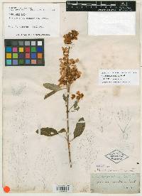 Galphimia grandiflora image