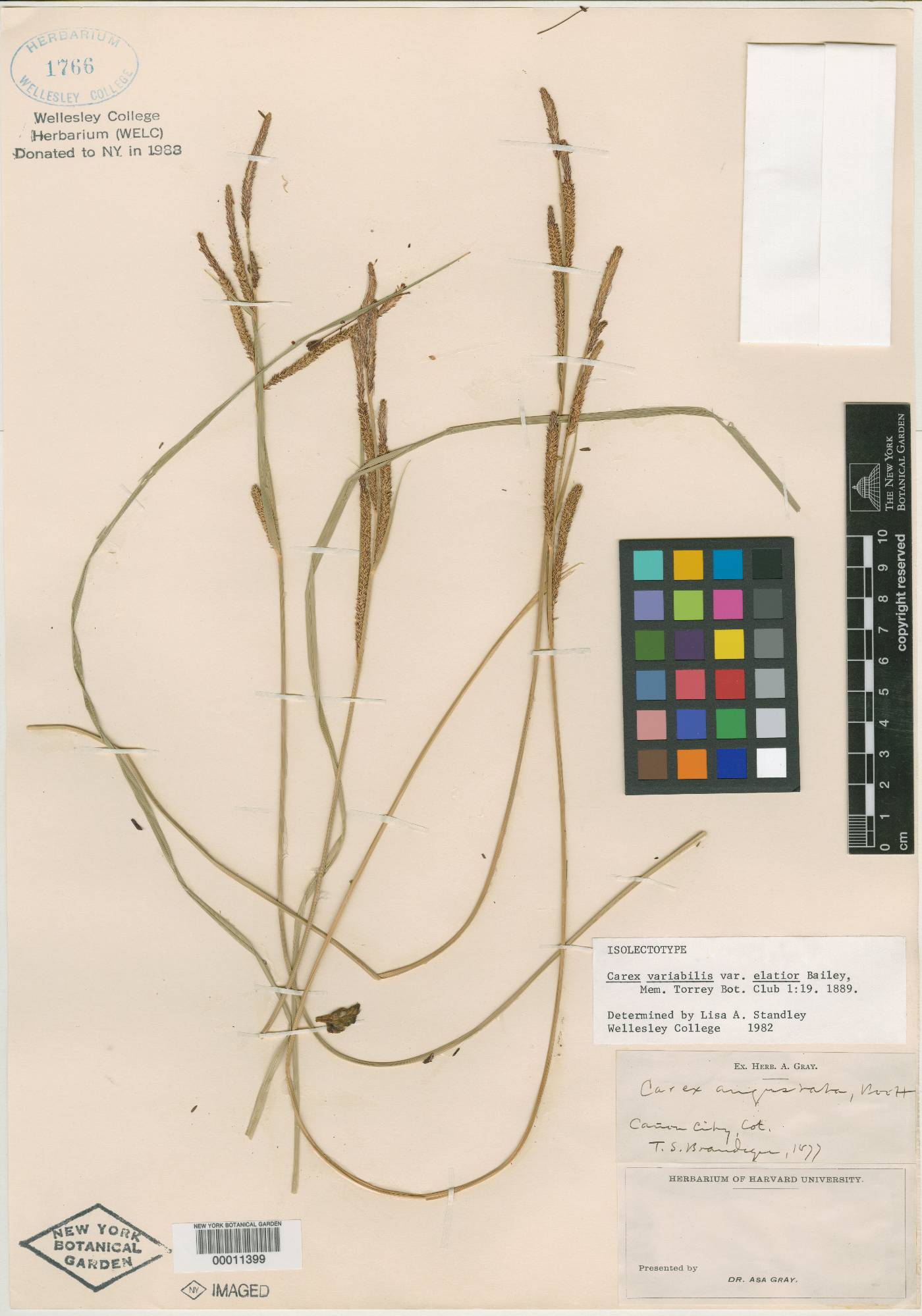 Carex variabilis var. elatior image