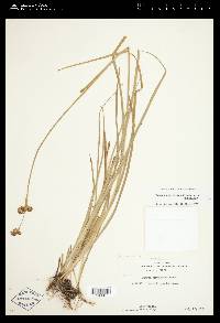 Juncus ensifolius var. montanus image