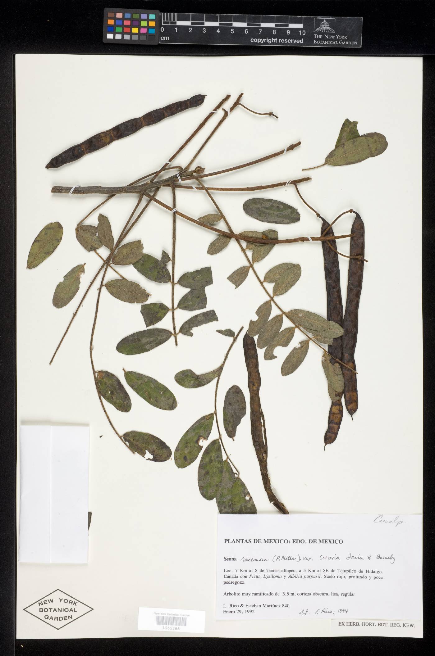 Senna racemosa var. sororia image