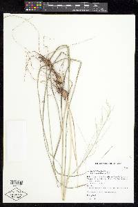 Zuloagaea bulbosa image