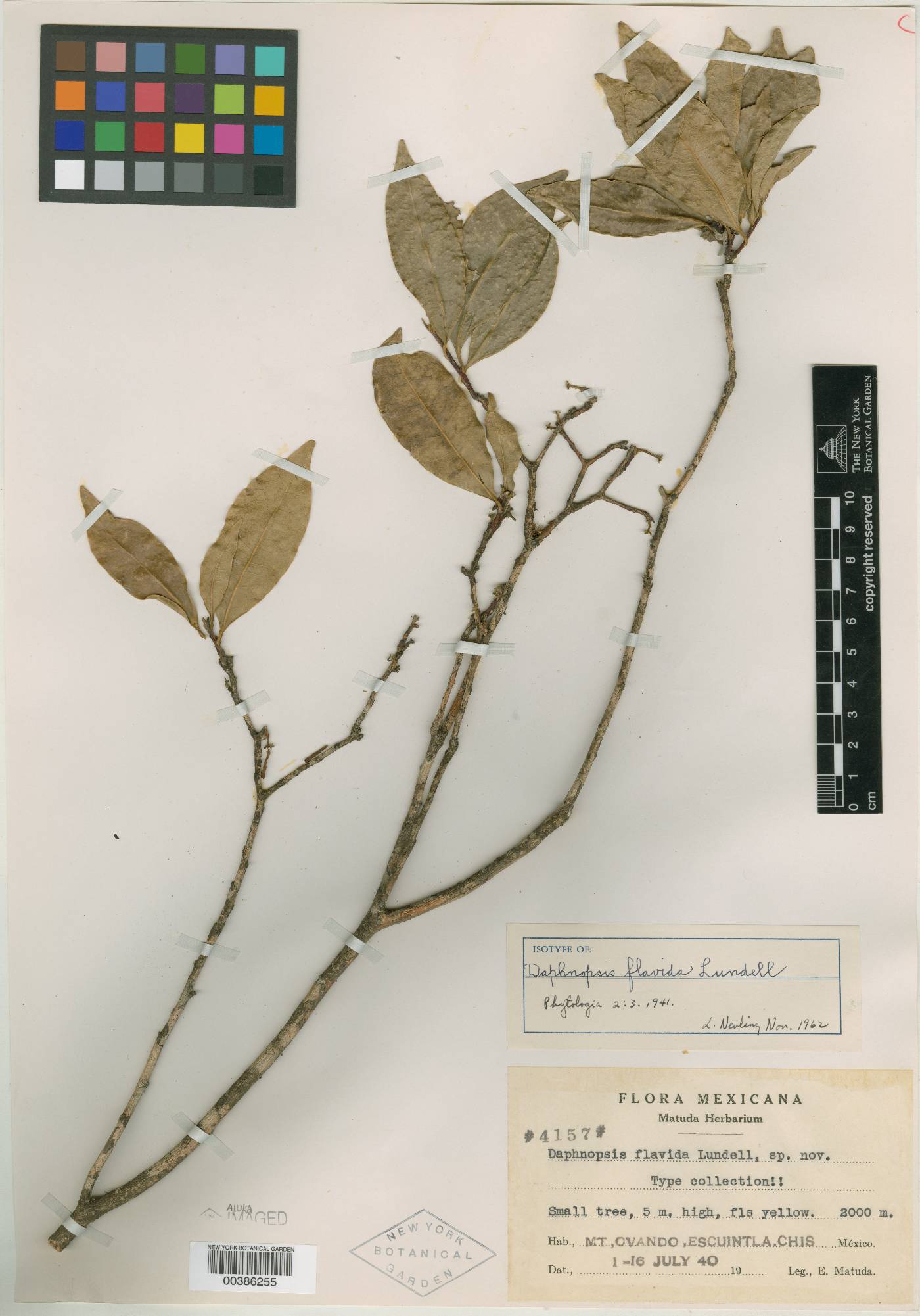 Daphnopsis flavida image