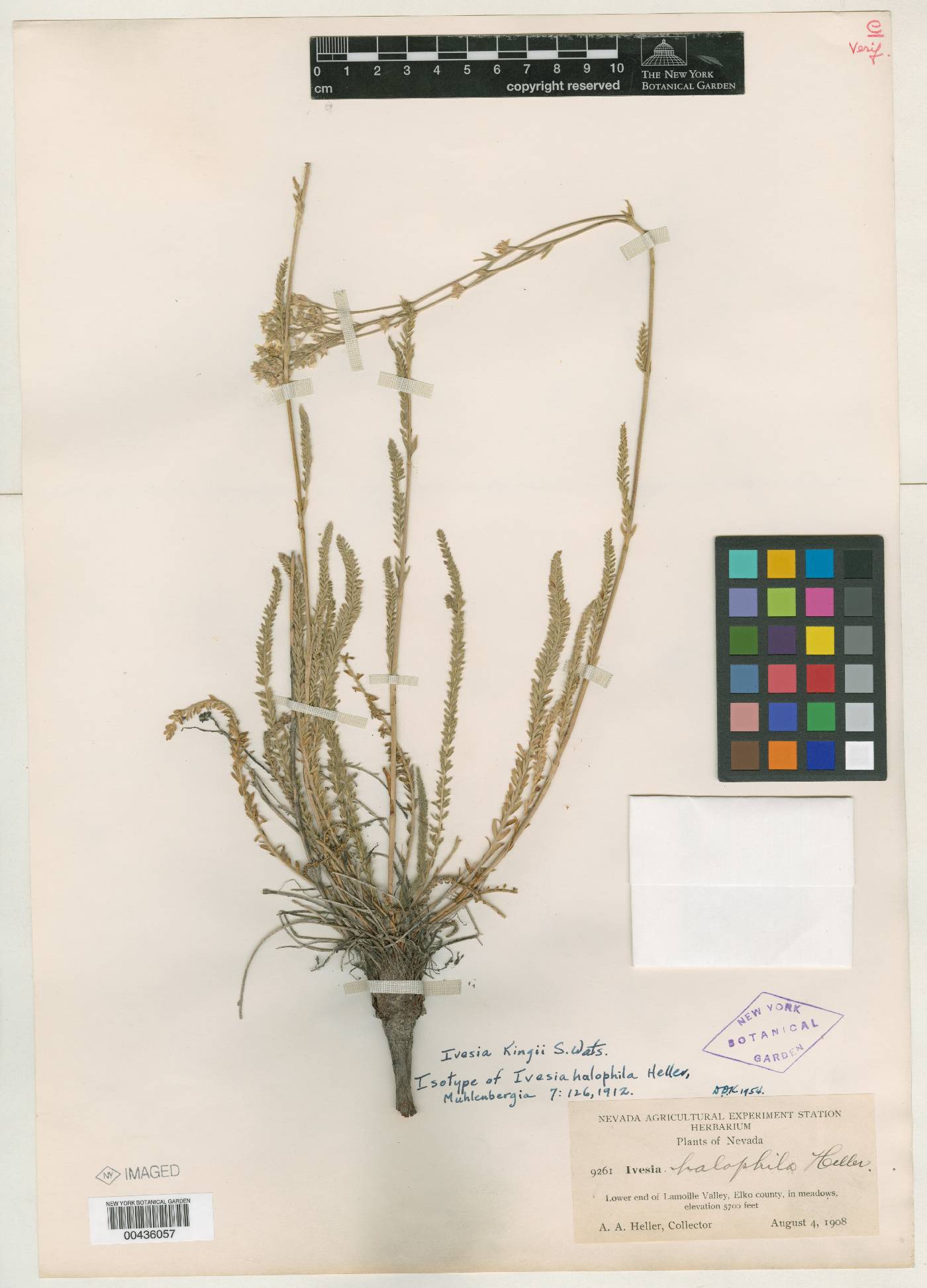 Ivesia halophila image