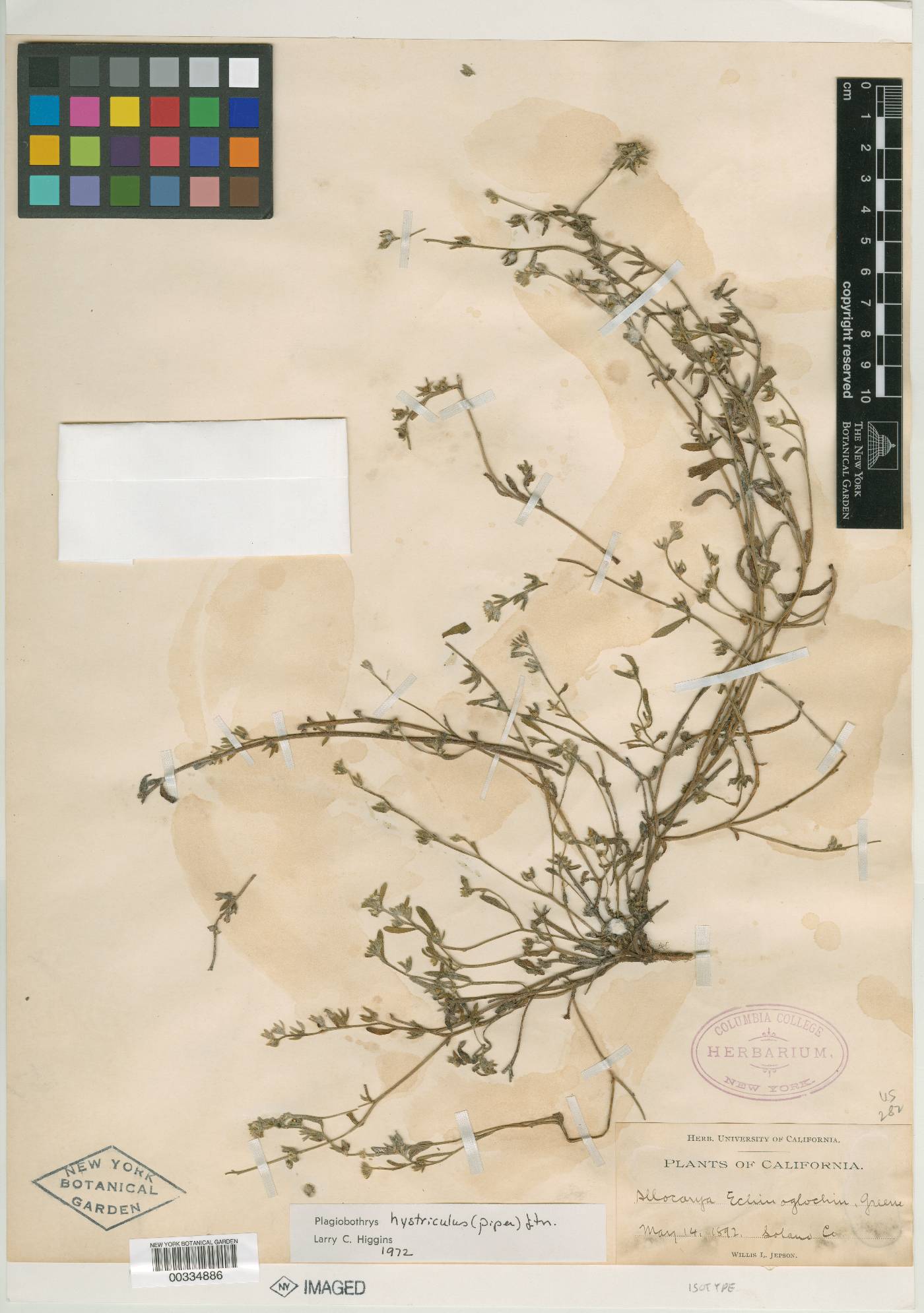 Allocarya echinoglochin image