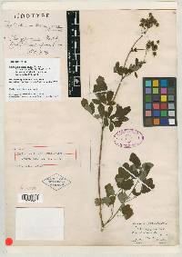 Thalictrum terrae-novae image