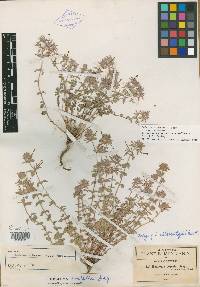 Hedeoma albescentifolia image