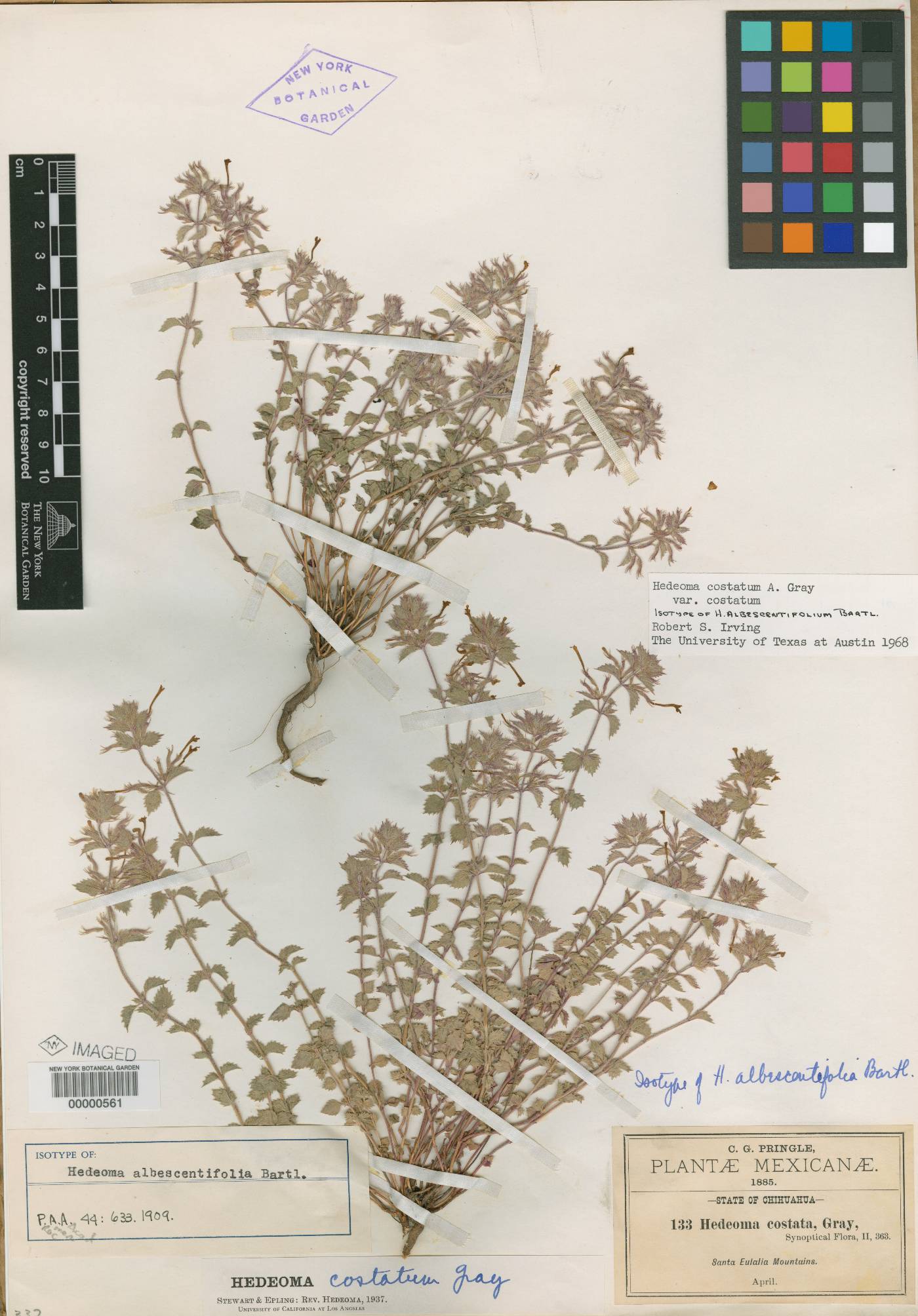 Hedeoma albescentifolia image