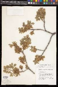 Quercus gambelii image