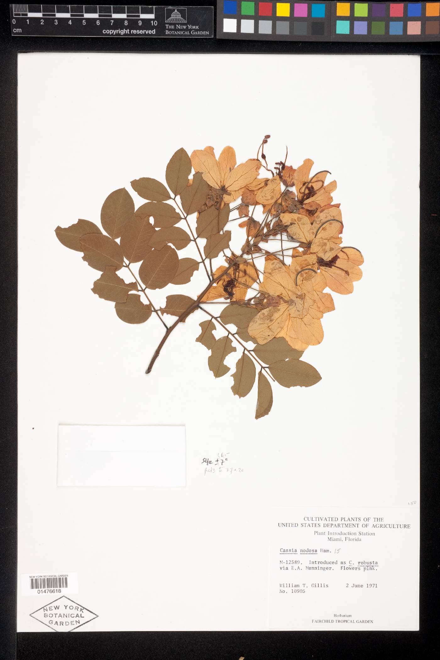 Cassia javanica var. indochinensis image
