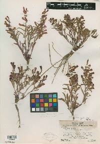 Penstemon nyeensis image