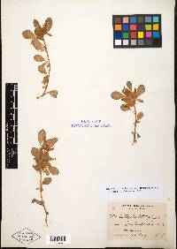 Anthyllis tetraphylla image
