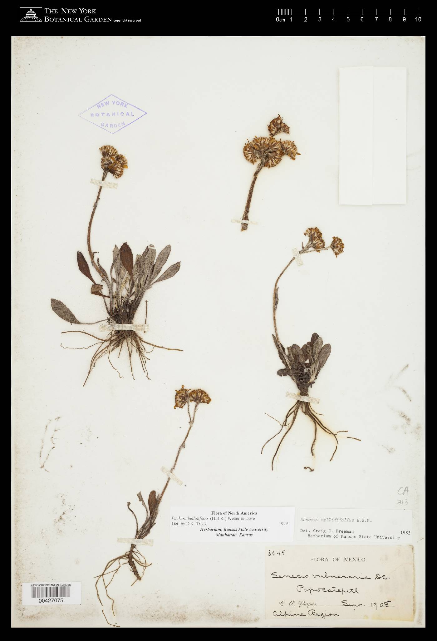 Packera bellidifolia image