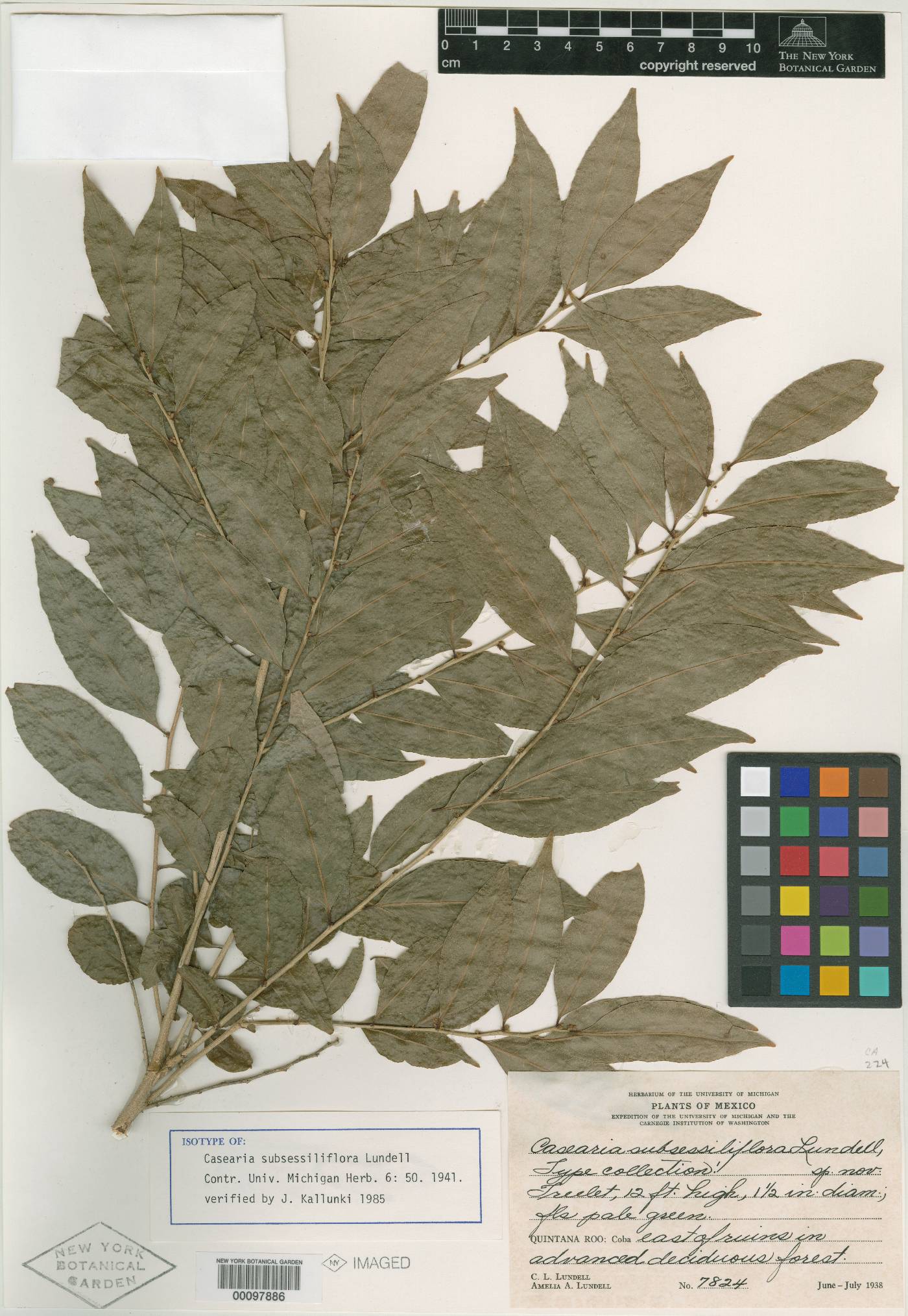 Casearia sylvestris image