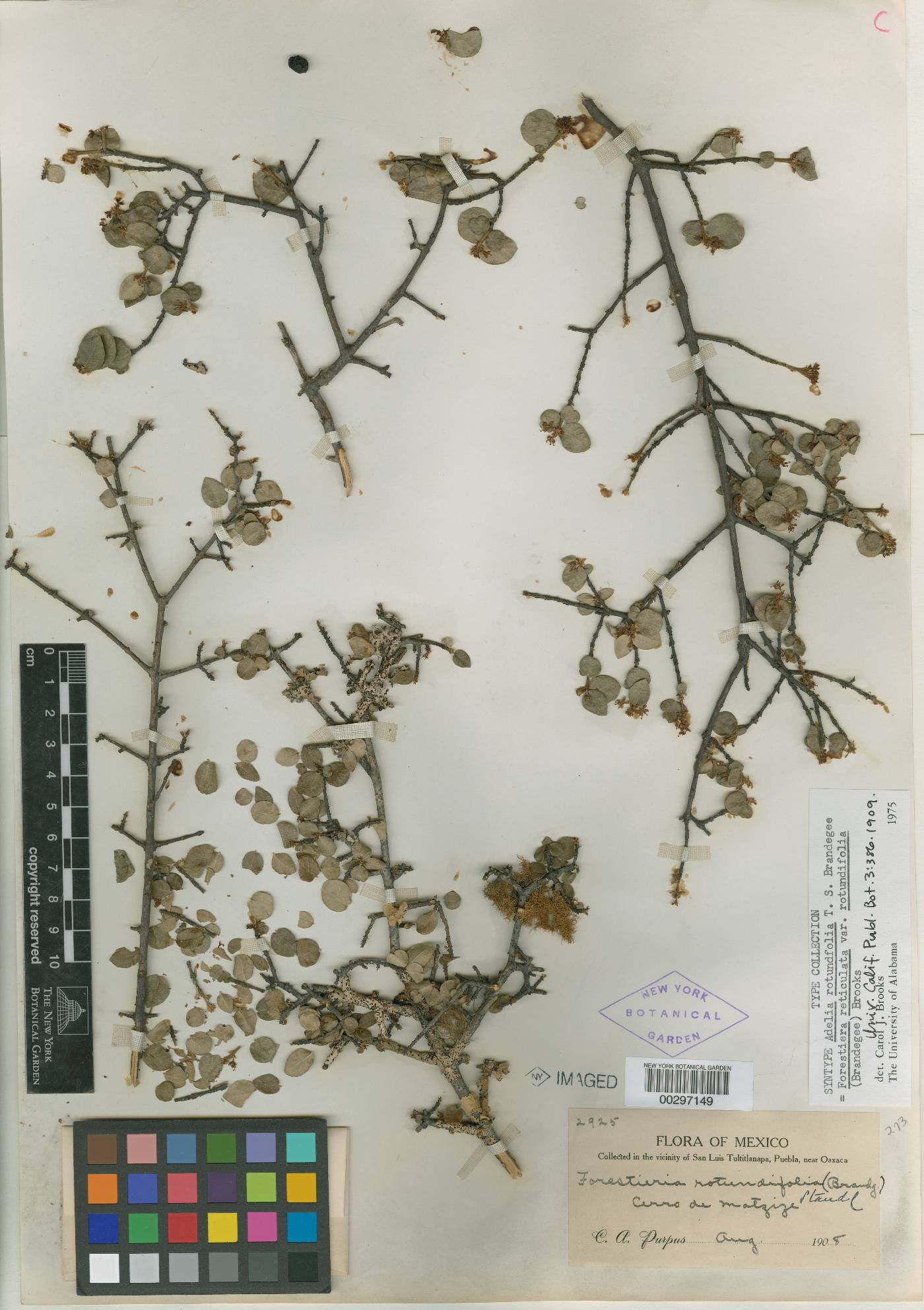 Forestiera rotundifolia image