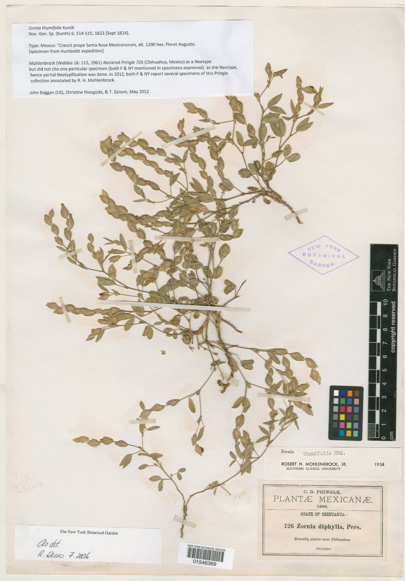 Zornia thymifolia image