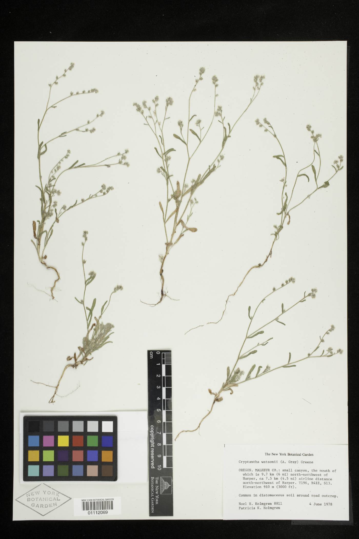 Cryptantha watsonii image