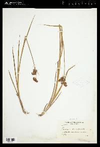 Juncus ensifolius var. montanus image